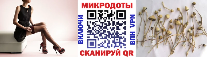 Галлюциногенные грибы Psilocybine cubensis  Талдом 